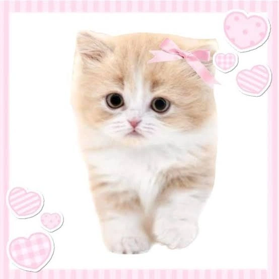 Cutecore Pfp Cat Cutecore Pfp Cat