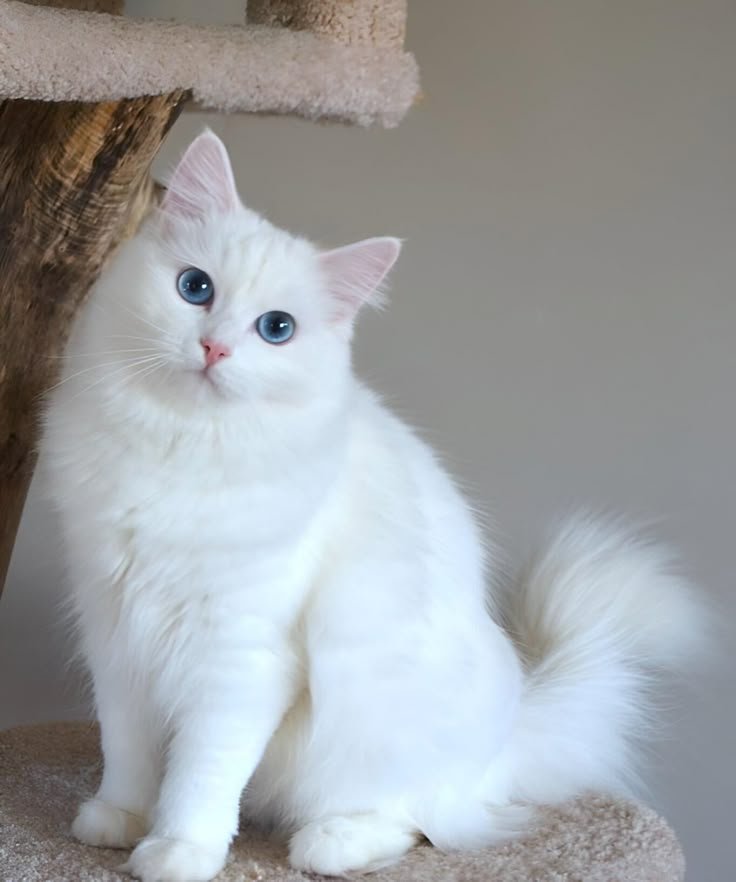 white cat pfp (1)